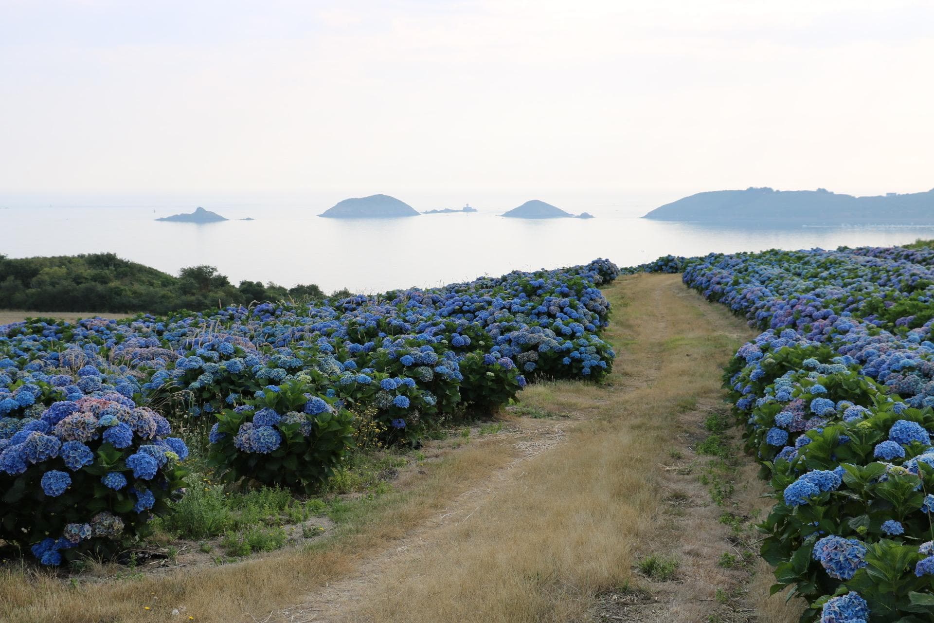 Les beaux hortensias bretons.