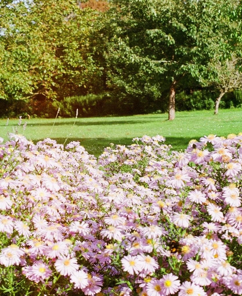 Le joli jardin fleuri. © Tristan Maillard-Caï