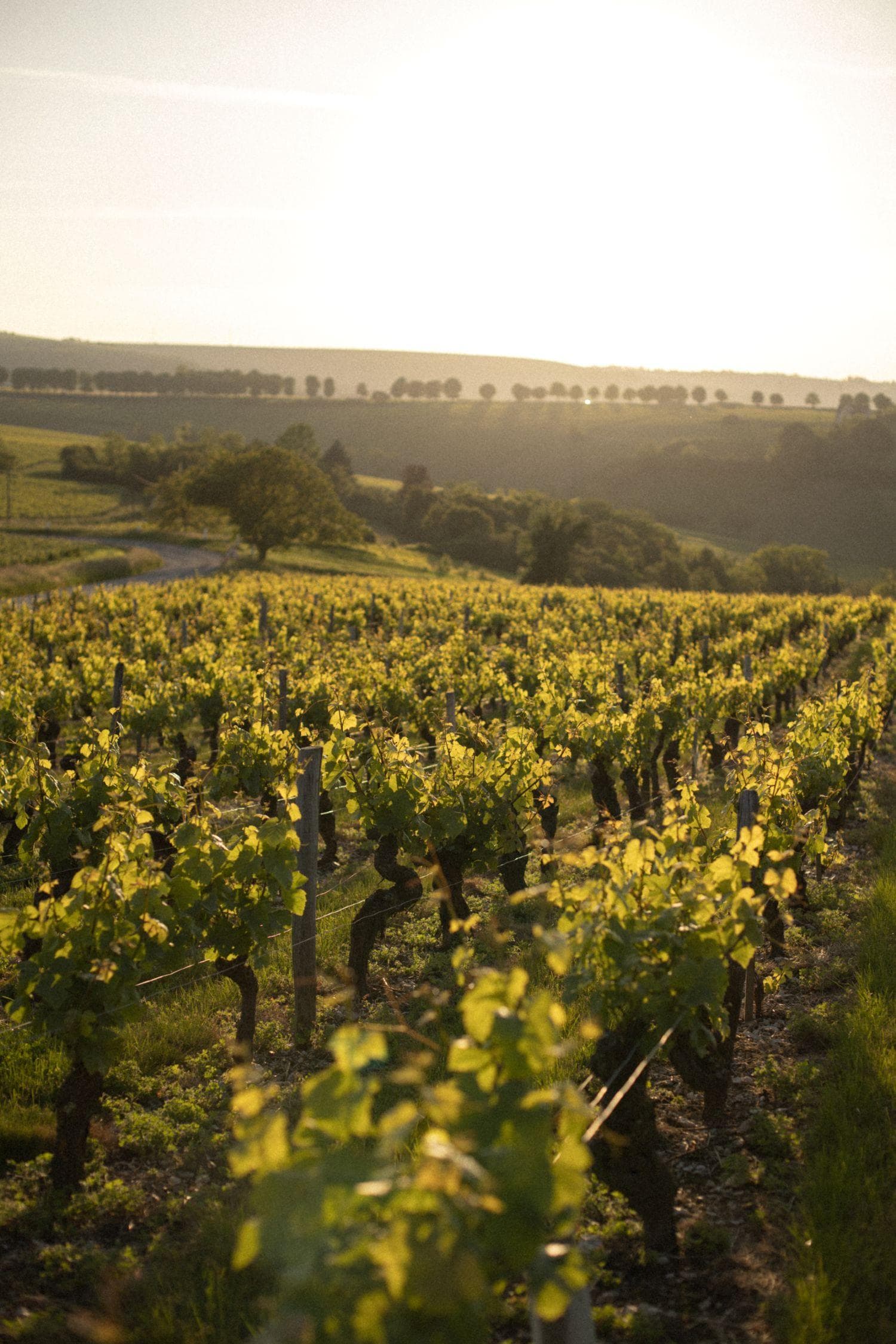Around La Sancerroise, one can stroll through the vineyards. © Clothilde Redon