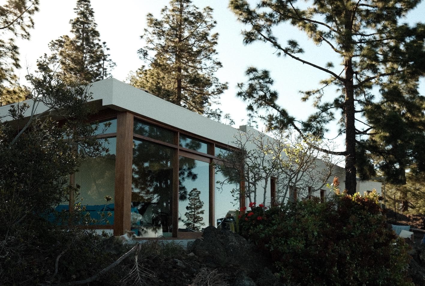 Une maison moderne dotée de grandes baies vitrées et de cadres en bois se dresse au milieu de grands pins et d'une végétation luxuriante, reflétant la nature environnante dans ses fenêtres.